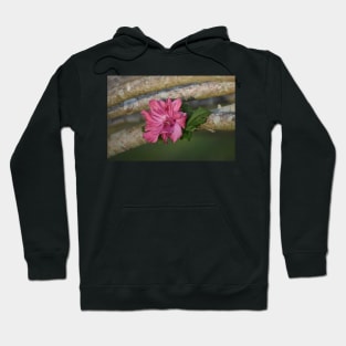 Rose of Sharon Hoodie